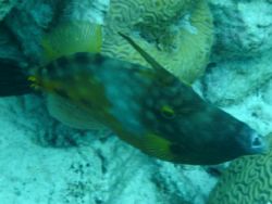 Whitespotted file fish in Curacao by Kelly N. Saunders 